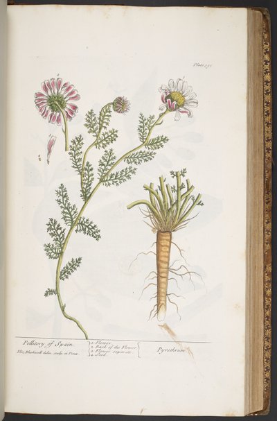 390. tábla, Pellitory of Spain, az „A Curious Herbal” c. alkotó: Elizabeth Blackwell