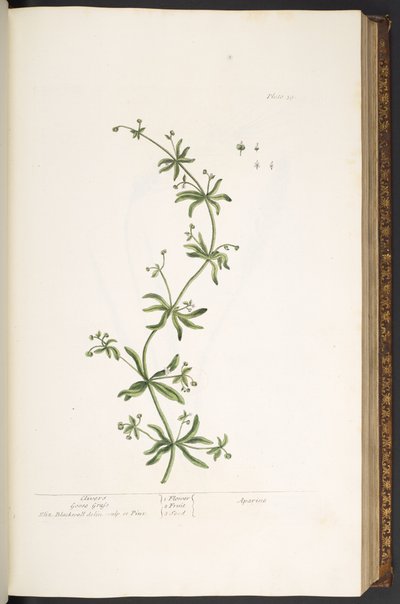 39. tányér, Clivers, Libafű, az „A Curious Herbal”-ból alkotó: Elizabeth Blackwell