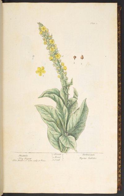 3. tábla, Mullein, az 