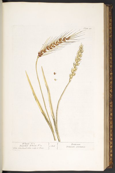 40. tábla, Búza és szakállas búza, az „Egy kíváncsi gyógynövényből” alkotó: Elizabeth Blackwell