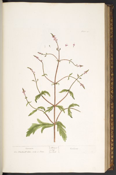 41. tábla, Vervain, az 