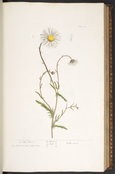 42. tábla, Ox-Eye Daisy, az 