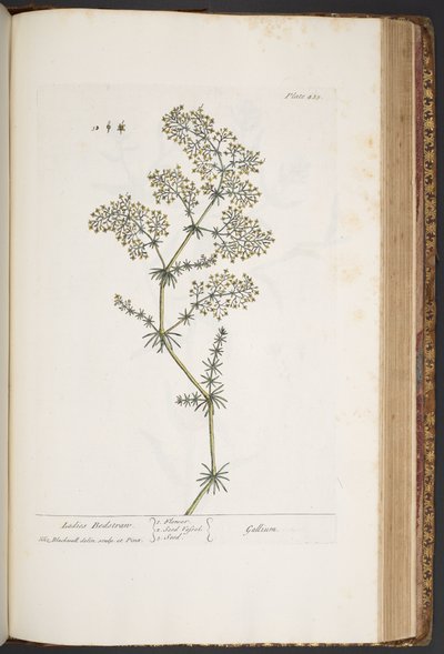 435. tábla, Ladies Bedstraw, az 