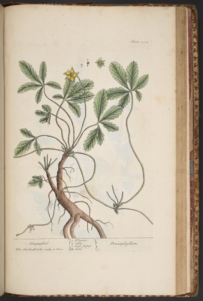 454-es tábla, Cinquefoil, az "A Curious Herbal"-ból alkotó: Elizabeth Blackwell