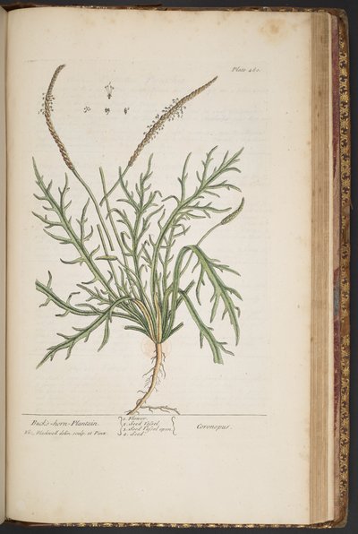 Plate 460, from 