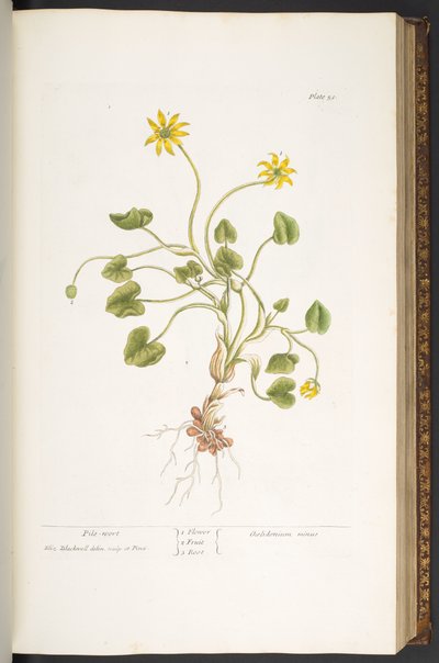 51. tábla, sörfű, az „A Curious Herbal” c. alkotó: Elizabeth Blackwell