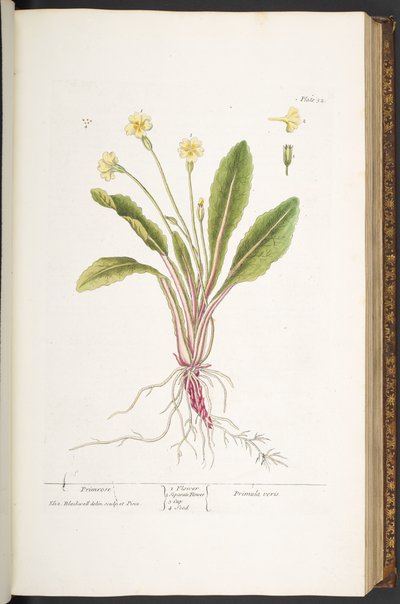 52. tábla, Primrose, az 