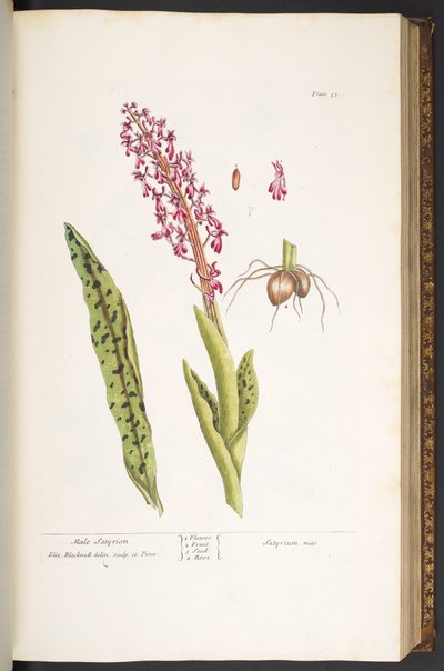 53. tábla, férfi Satyrion, az 