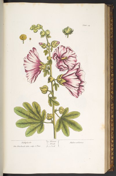 54. tábla, Hollyhocks, az 