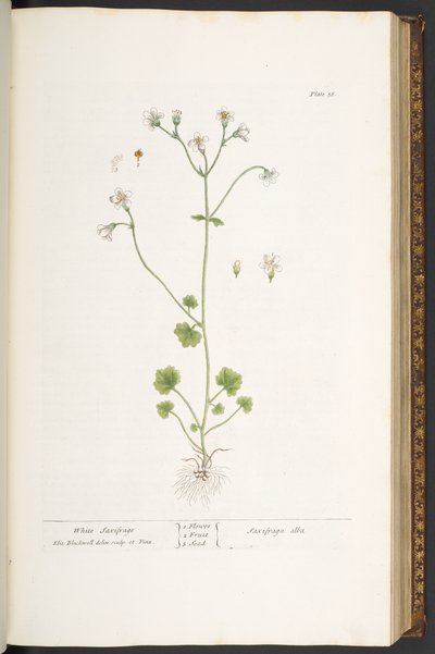 56. tábla, fehér szaxifrage, az 