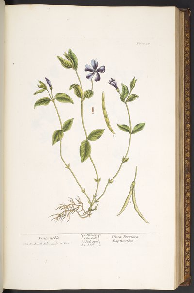 59. tábla, Periwinkle, az 