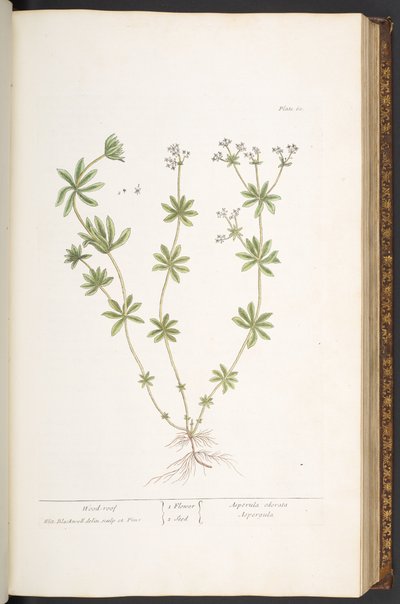 60. tábla, fatető az "A Curious Herbal"-ból alkotó: Elizabeth Blackwell