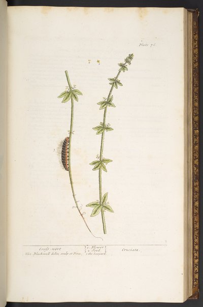 76. tábla, Cross Wort, az „A Curious Herbal”-ból alkotó: Elizabeth Blackwell