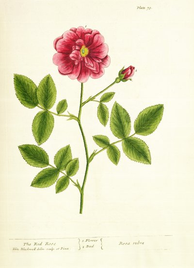 Rózsa: Gallica, az „A Curious Herbal”-ból, 1737 alkotó: Elizabeth Blackwell