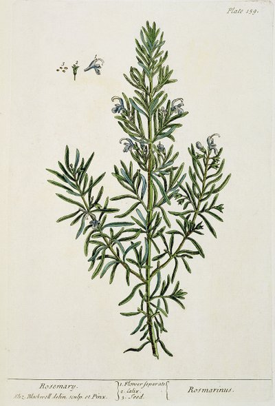 Rosmarinus Officinalis, "Egy különös gyógynövény", 1782 (színes metszet) alkotó: Elizabeth Blackwell