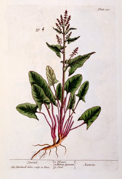 Sóska, 230-as tábla az „A Curious Herbal”-ból, 1782-ben (színes metszet) alkotó: Elizabeth Blackwell