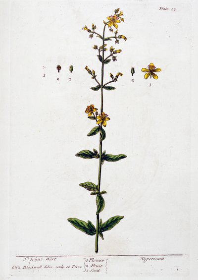 orbáncfű, 1782 alkotó: Elizabeth Blackwell
