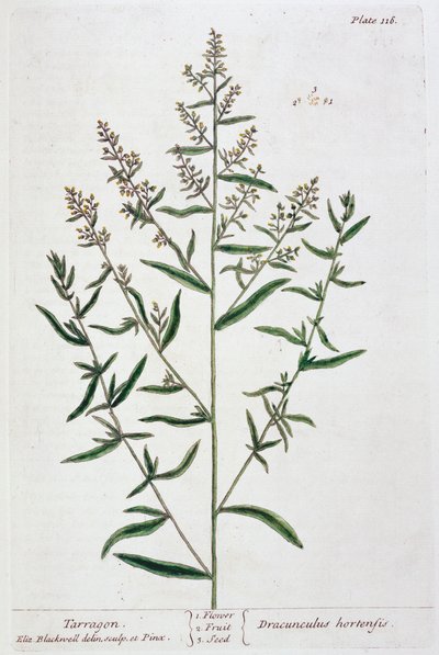Tárkony, 1782 alkotó: Elizabeth Blackwell
