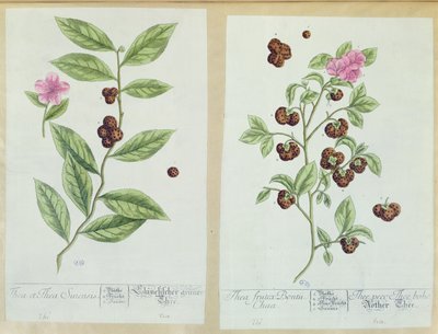 Tea és Kína Tea, tányér a „Herbarium Blackwellianum”-ból, 1757-ben, Nürnbergben, Németországban (színes metszet) alkotó: Elizabeth Blackwell
