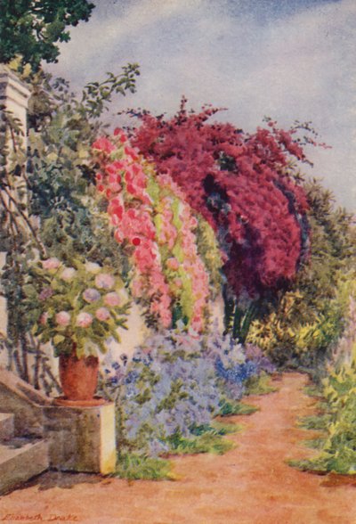 Bougainvillea és rózsák, Welgelegen, Rosebank (színes litográfia) alkotó: Elizabeth Drake