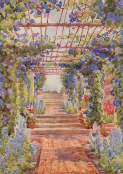Kék Ipomoea Learii de Grendel, Tygerberg (színes litográfia) alkotó: Elizabeth Drake