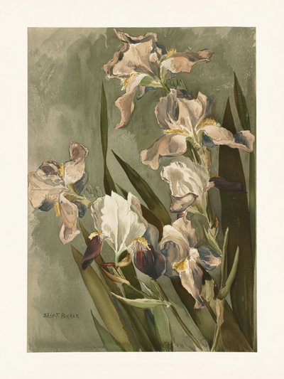  alkotó: Elizabeth F. Parker