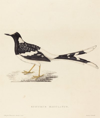 Enicurus Maculatus (foltos villafarkú) alkotó: Elizabeth Gould