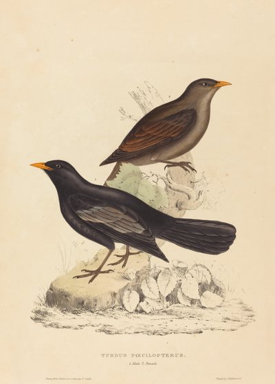 Turdus Poecilopterus (azték rigó) alkotó: Elizabeth Gould
