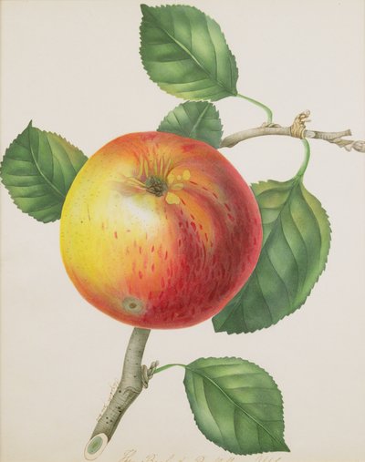 Egy Apple, 1835 körül (wc) alkotó: Elizabeth Jane Hill