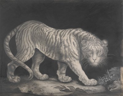 Pásztázó tigris alkotó: Elizabeth Pringle