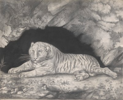 Egy tigris egy barlang bejáratában fekszik alkotó: Elizabeth Pringle