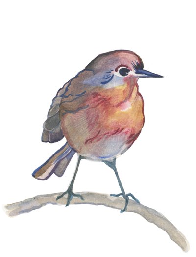 Robin, 2017 (akvarell) alkotó: Elizabeth Rider