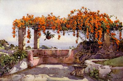 Bignonia Venusta (színes litho) alkotó: Ella Du Cane