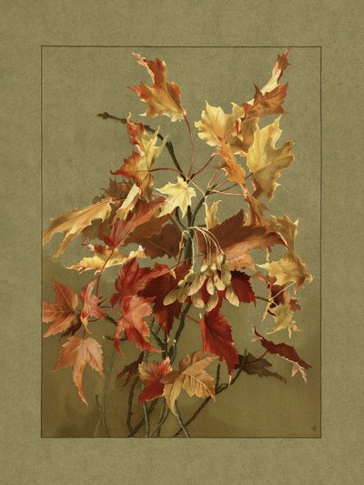 Őszi levelek, juhar alkotó: Ellen Thayer Fisher