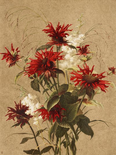Balm és Spiraea – Ellen Thayer Fisher alkotó: Ellen Thayer Fisher