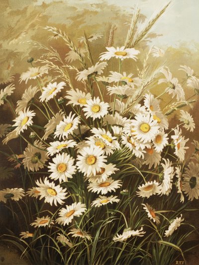 Százszorszépek – Ellen Thayer Fisher alkotó: Ellen Thayer Fisher