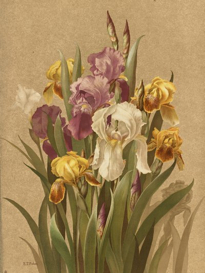 Fleur De Lis, 3. szám alkotó: Ellen Thayer Fisher