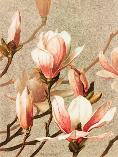 Magnólia alkotó: Ellen Thayer Fisher