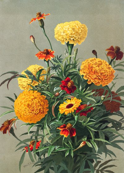 Marigolds alkotó: Ellen Thayer Fisher