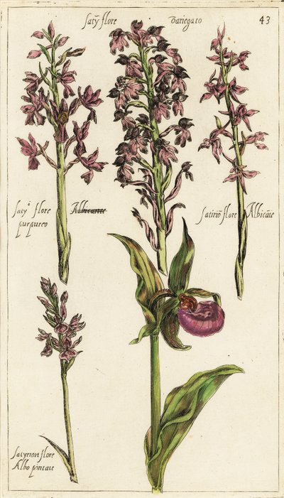 Különböző európai orchideák, női papucsorchidea, Cypripedium calceolus alkotó: Emanuel Sweert