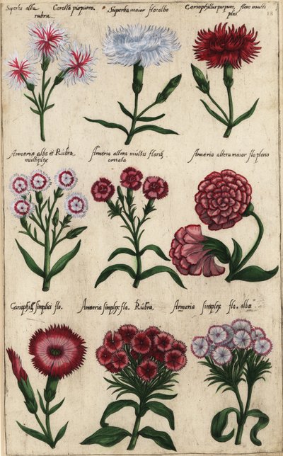 Különböző szegfűfajták, Dianthus caryophyllus alkotó: Emanuel Sweert