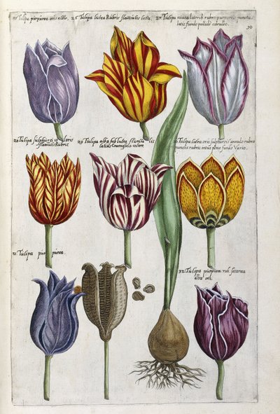 Különféle tulipánok, 1612-14 alkotó: Emanuel Sweert