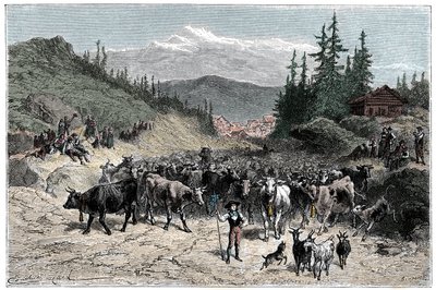 Alpok: a jodel vagy induló állomány (tehén, kecske) a legelők felé. Illusztráció: Emile Bayard a Les Montagnes d