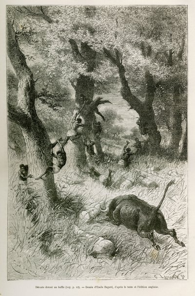 Az expedíció lejárata egy bivaly rohama előtt, Emile Bayard rajza a történet illusztrálására: Afrika szerte, Zanzibártól (Tanzánia) Bengueláig (Angola), 1872-től 1876-ig, V. H. Cameron hadnagy. Gravírozás a Le tour du monde-ban alkotó: Emile Antoine Bayard