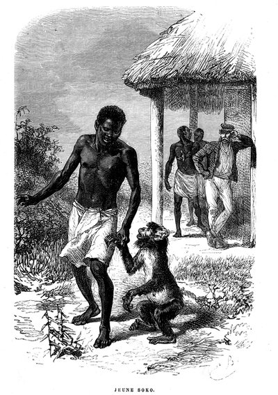 Fiatal Soko majom Afrikában. Emile Bayard (1837-1891) metszet, amely David Livingstone felfedező utolsó történeteit illusztrálja alkotó: Emile Antoine Bayard