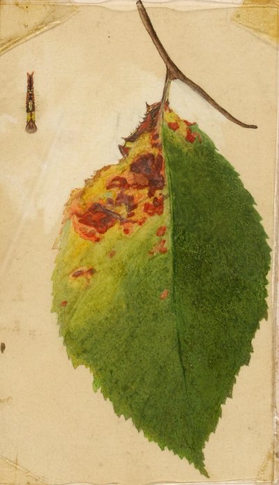Gyűrött és elszáradt levélszélek utánzó hernyó, tanulmány a Concealing Coloration in the Animal Kingdom című könyvhöz. alkotó: Emma Beach Thayer