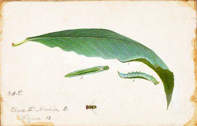 Foltatlan Beach Leaf Edge Caterpillar..., 19. század vége – 20. század eleje. alkotó: Emma Beach Thayer