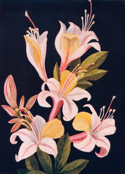 California Azalea, 1915, 1915 alkotó: Emma Graham Clock
