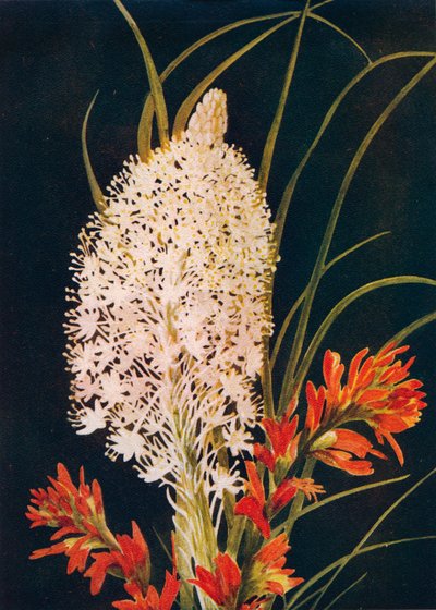 Squaw Grass and Scarlet Paint Brush, c1915, 1915 alkotó: Emma Graham Clock