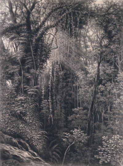 Kilátás az Apia feletti szurdokra, Upolu, Nyugat-Szamoa, 1877 (faszén papíron) alkotó: Emma Sandys